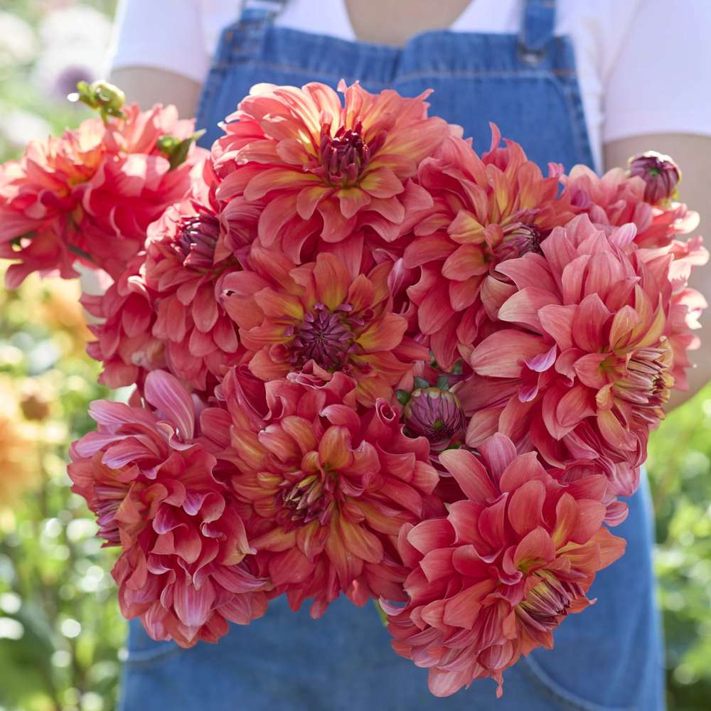 Dahlia 'Titan Lighthouse'